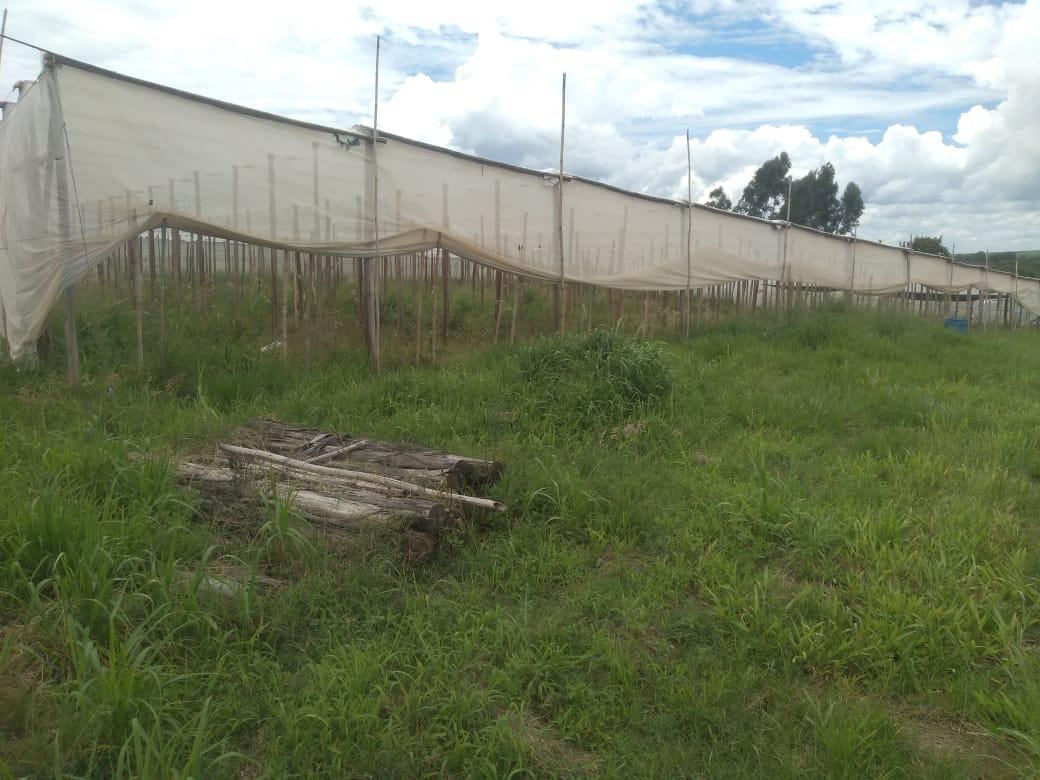 Sítio à venda, 11000m² - Foto 6