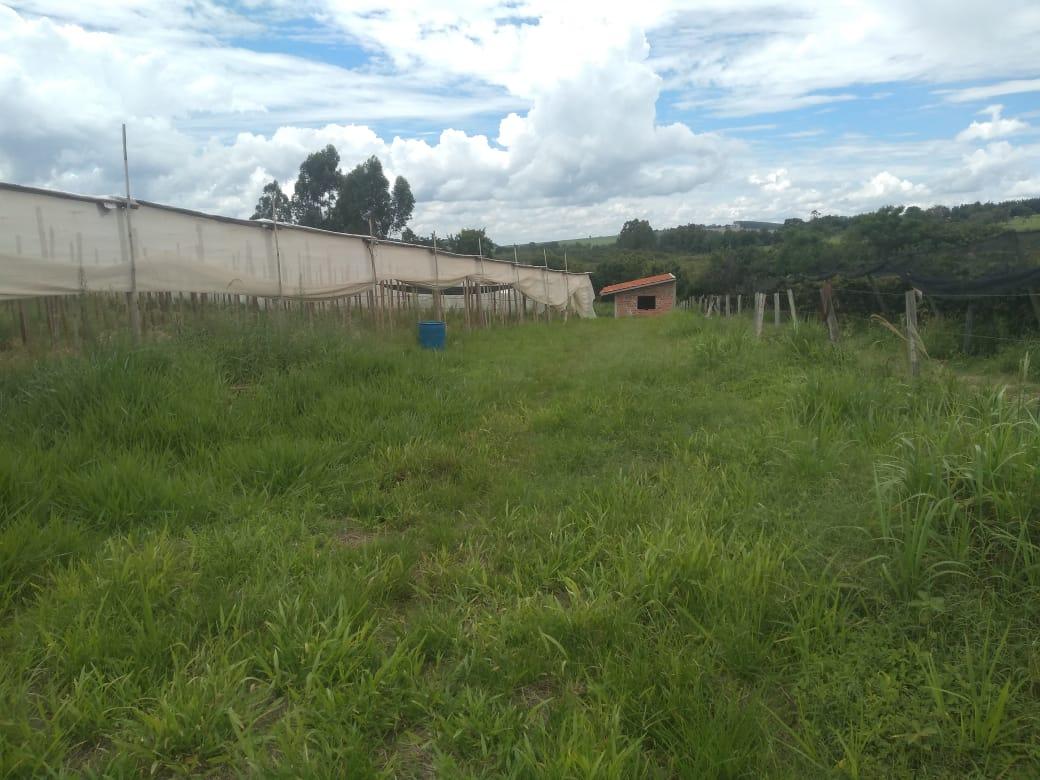 Sítio à venda, 11000m² - Foto 7