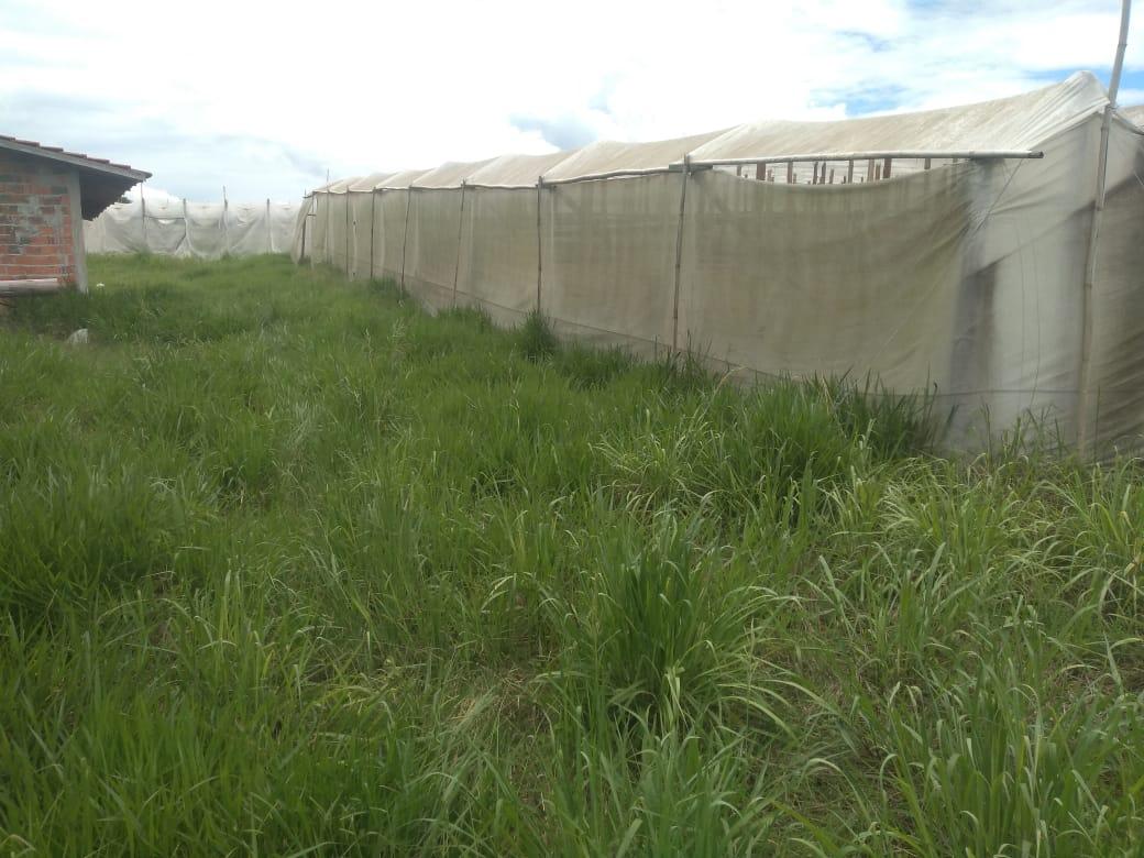 Sítio à venda, 11000m² - Foto 12