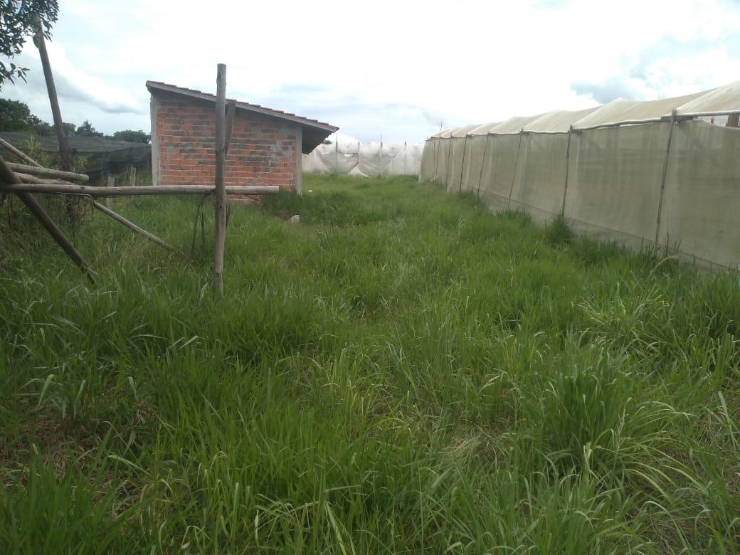 Sítio à venda, 11000m² - Foto 14