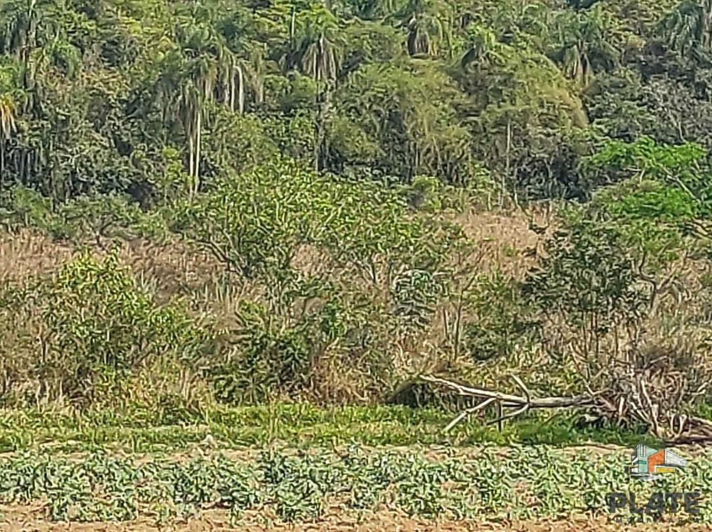 Terreno, 5000 m² - Foto 5