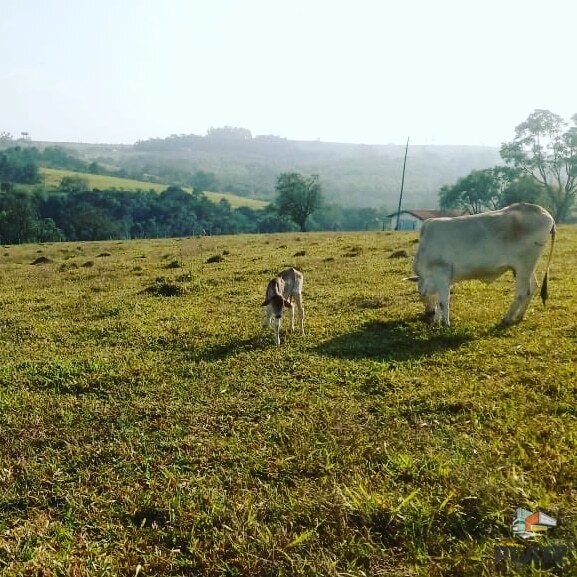 Chácara, 10 hectares - Foto 33