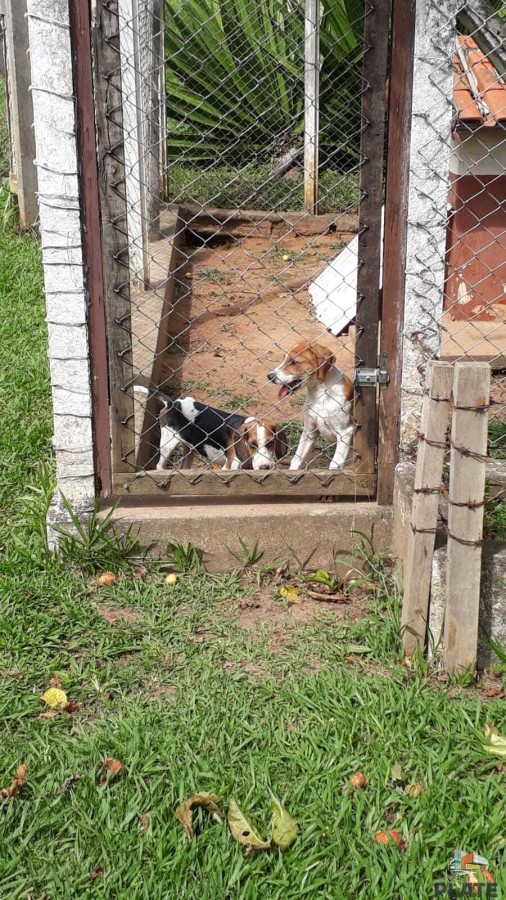 Chácara, 10 hectares - Foto 38