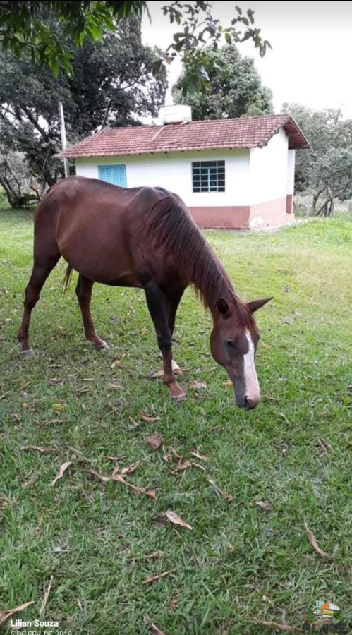 Chácara, 10 hectares - Foto 45