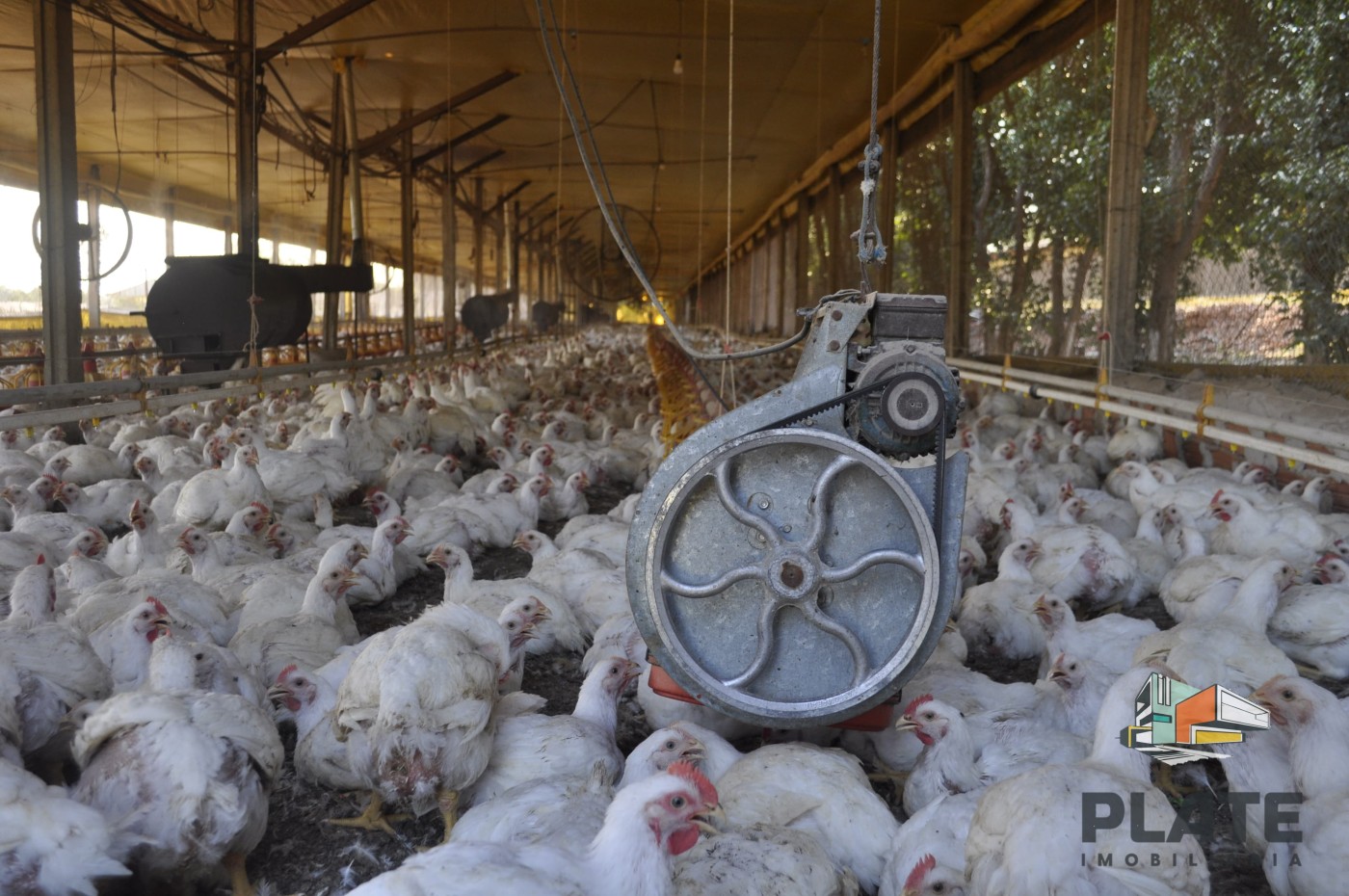 Sítio, 5 hectares - Foto 3