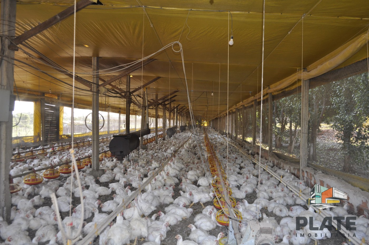 Sítio, 5 hectares - Foto 4