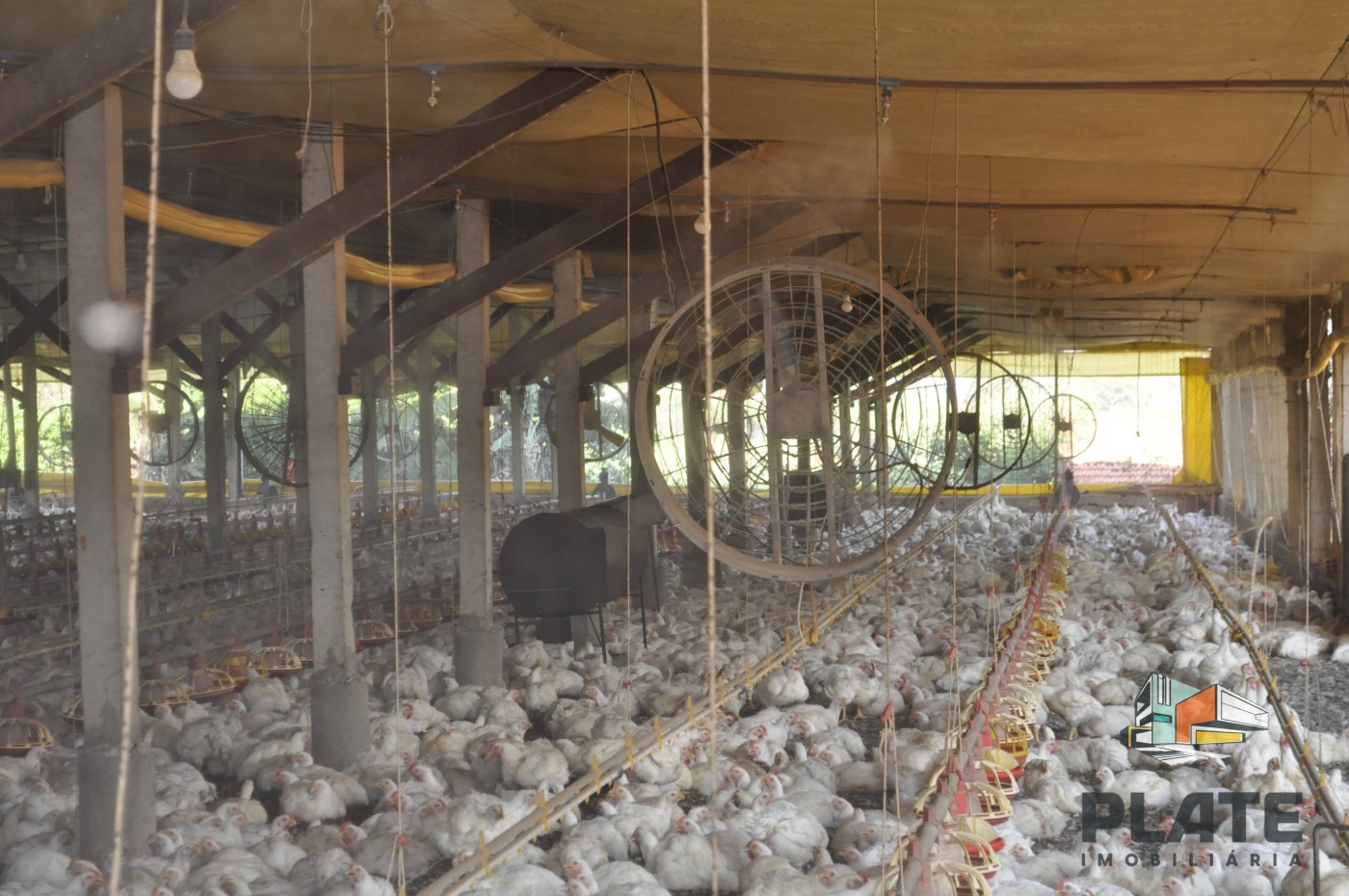 Sítio, 5 hectares - Foto 5