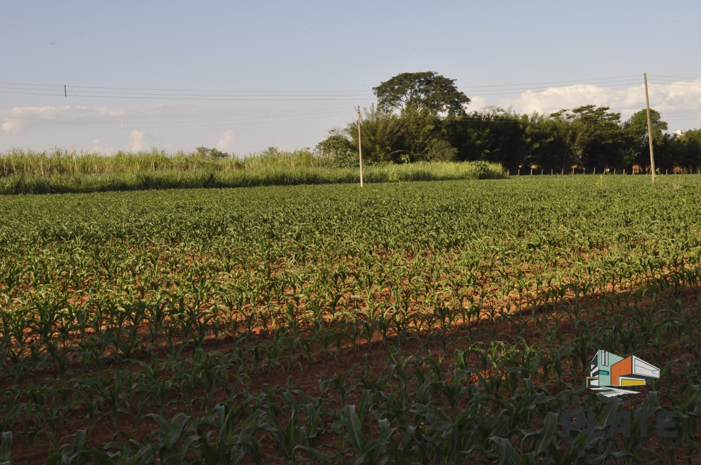 Sítio, 5 hectares - Foto 8