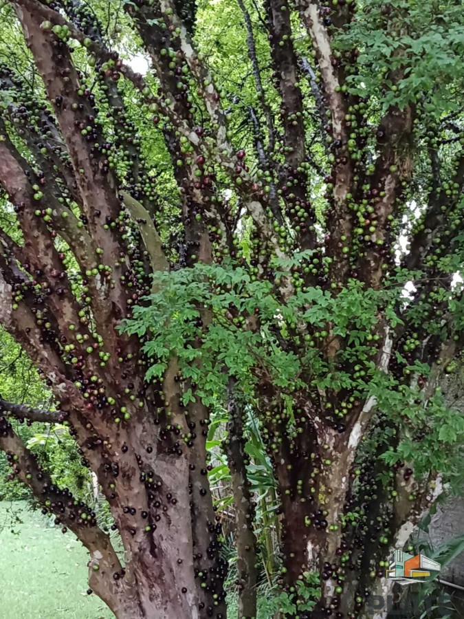 Chácara, 5400 m² - Foto 11