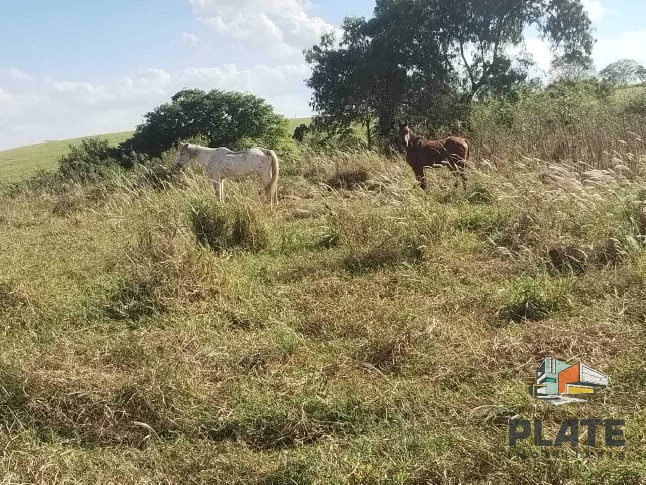 Sítio, 24 hectares - Foto 14