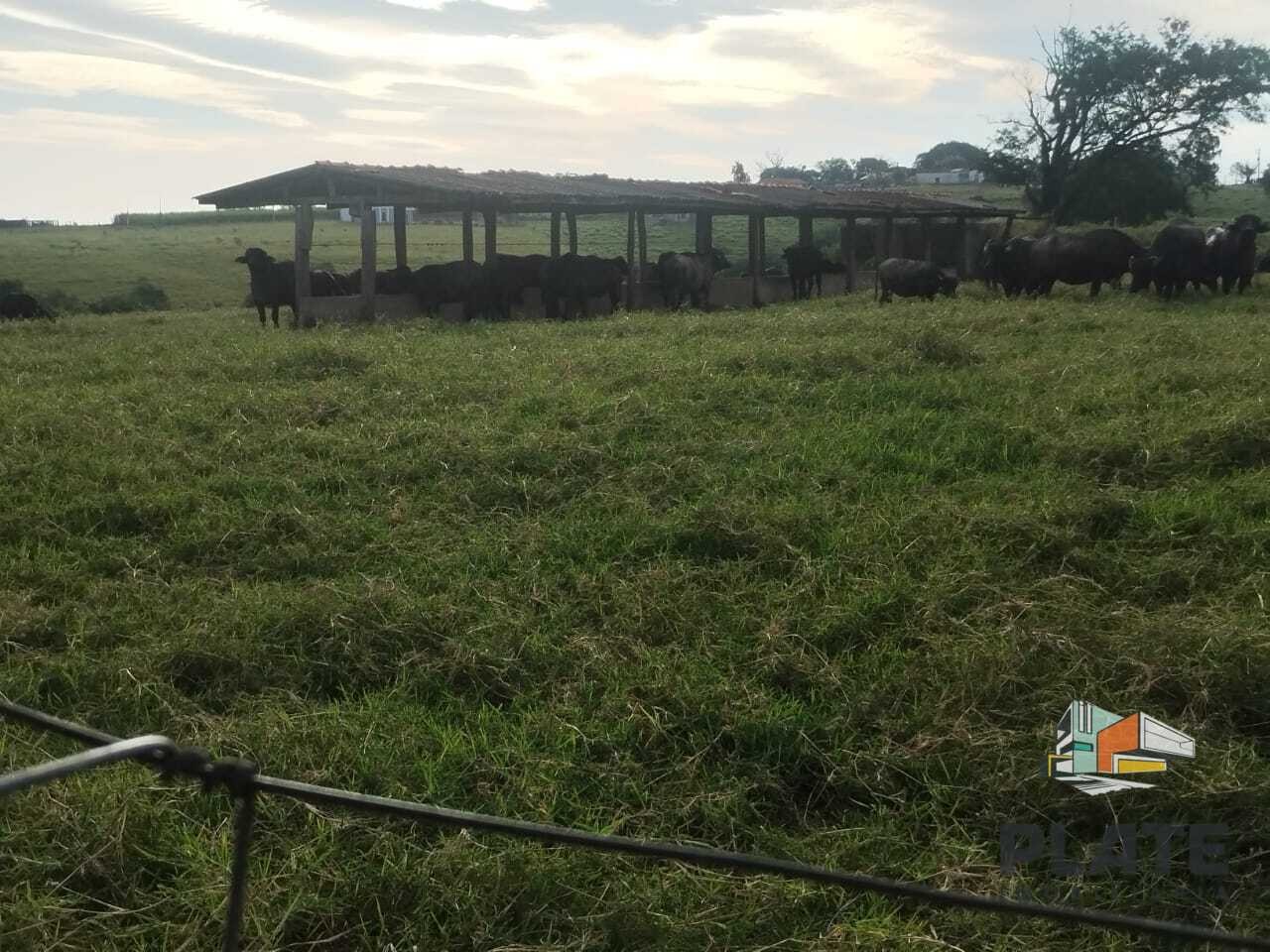 Sítio, 24 hectares - Foto 16