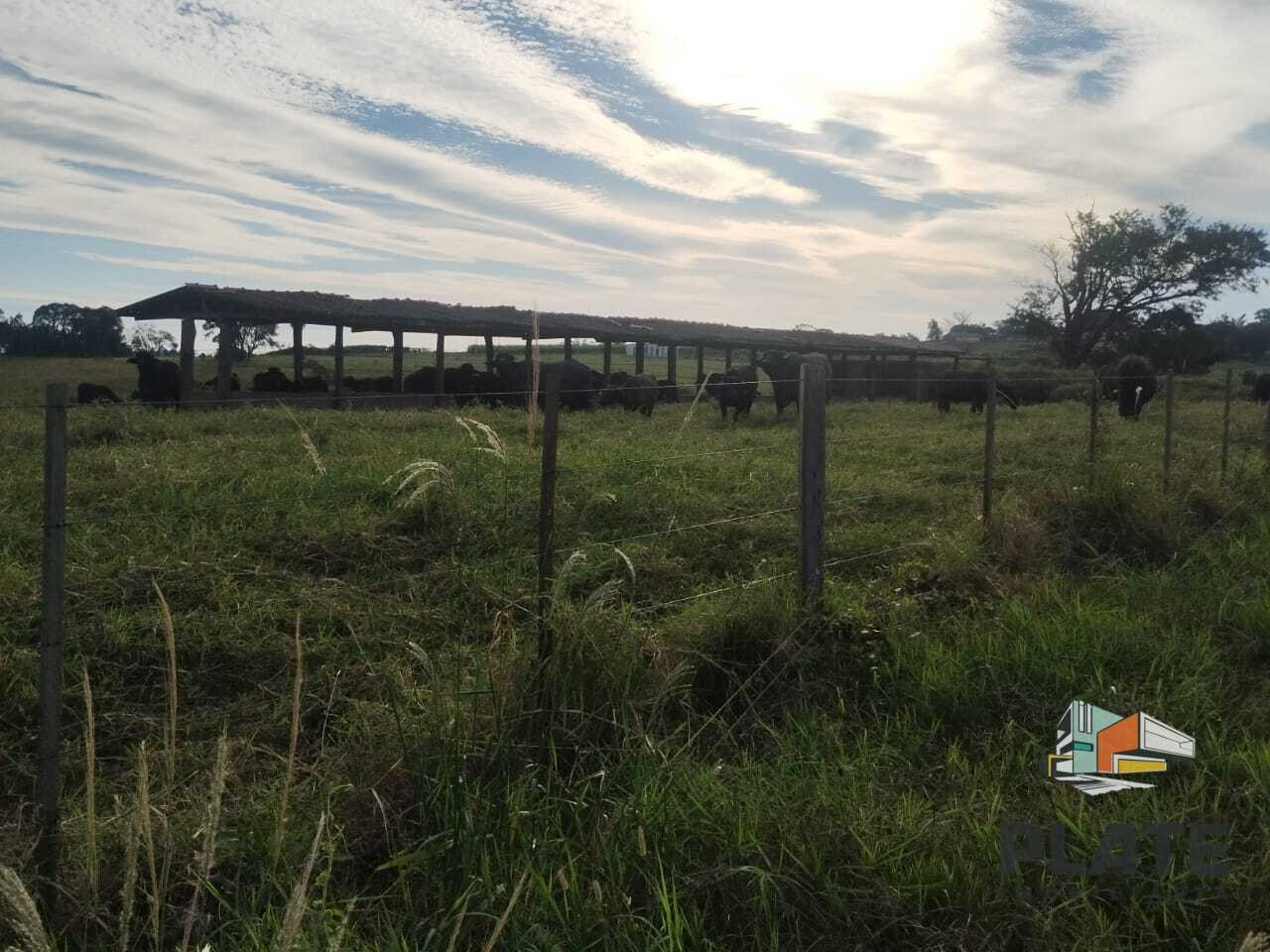 Sítio, 24 hectares - Foto 15