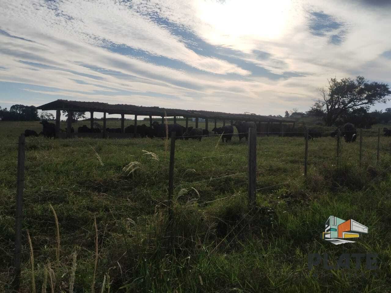 Sítio, 24 hectares - Foto 17